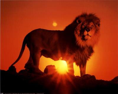 lion with sunset
